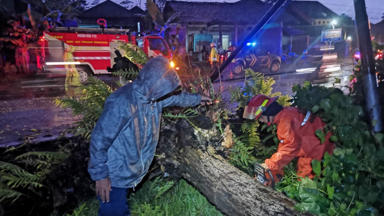 Pohon Tumbang (Intensitas Hujan Tinggi)
